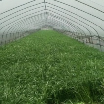 竹叶空心菜15~20厘米