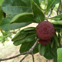 杨梅3~4cm