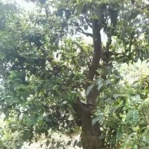 百年大树茶特级