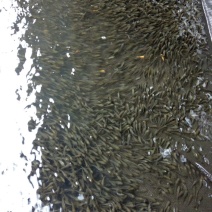 池鲤鱼鱼苗0.5公斤以下