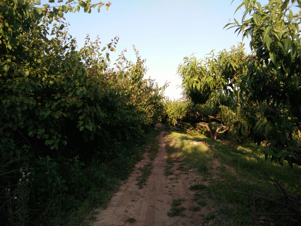 杏园选址示意图