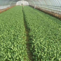 菜苔20~30厘米