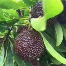 龙海杨梅