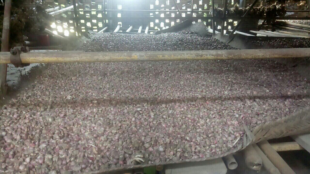 红蒜清洗与晾干过程