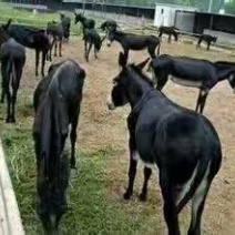 黑驴200~400斤