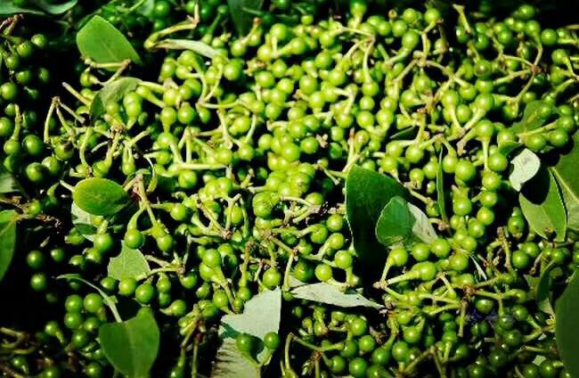 高清植物学摄影:山胡椒(Lindera glauca)整株形态,重点呈现其典型灰绿色革质叶片、枝条基部紫黑色成熟浆果,以及挖掘出的粗壮分枝状主根(表面褐色、有纵裂纹、断面淡黄色),根部明显区别于栽培胡椒的须根系 山胡椒植株特写:展示带灰绿色蜡质叶片、簇生紫黑色小浆果及裸露褐色粗壮主根