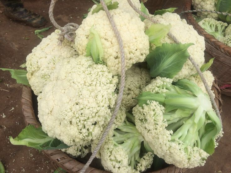 青梗松花菜采收与包装现场图