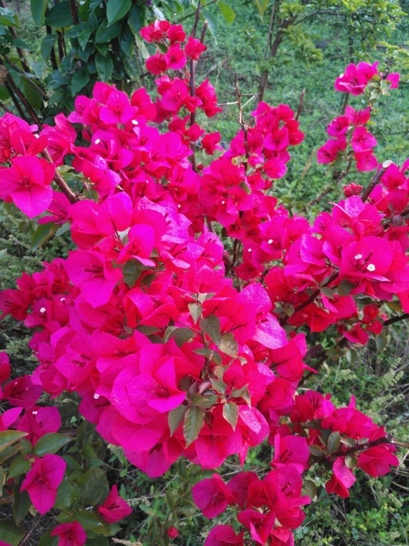 宜宾三角梅绿化苗木基地农户直供三角梅30~50cm