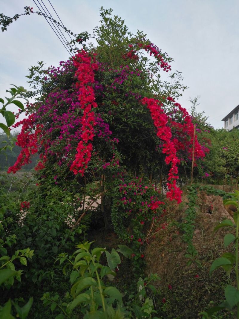 宜宾三角梅绿化苗木基地农户直供三角梅30~50cm