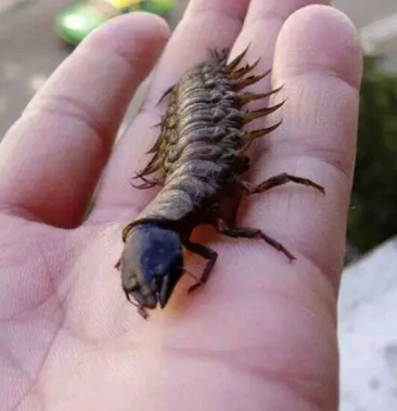 [沙虫批发]沙虫 爬沙虫价格280.00元/公斤 - 一亩田