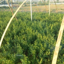 水腊50~80cm
