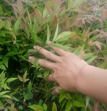 绿化苗木南天竹南天竹小苗1030cm