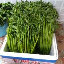 空心菜20~30厘米
