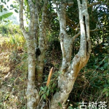 普洱茶一级