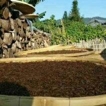普洱茶特级