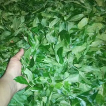 古树茶一级
