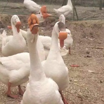 鹅苗