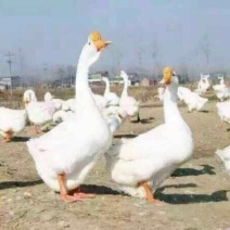 鹅苗
