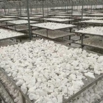 红薯淀粉胜利百号红薯淀粉