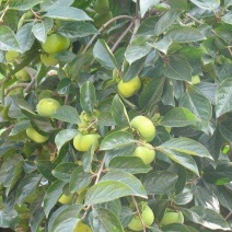 柿树10~12cm8~10cm1.5~2米
