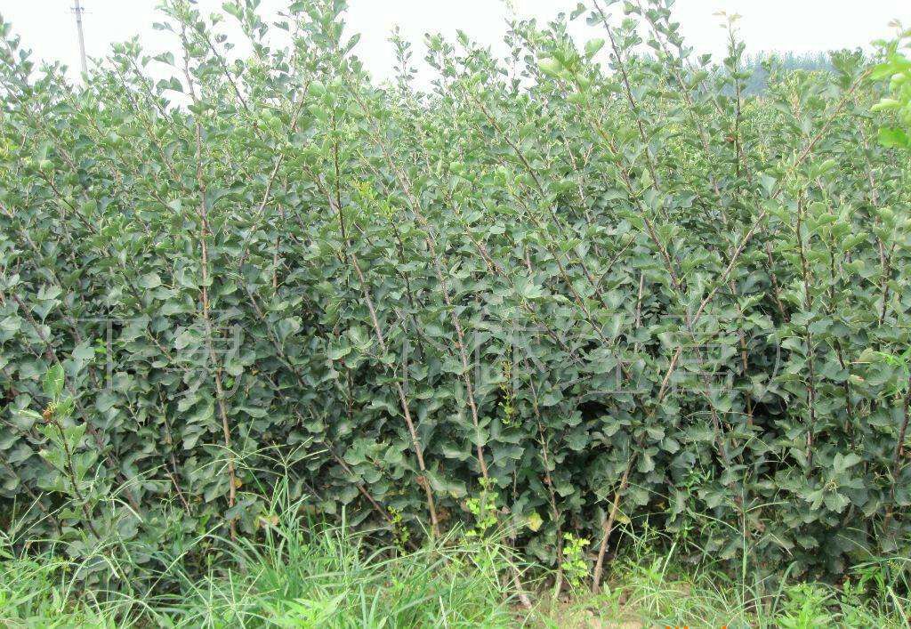 山东莱州山楂种植基地航拍图