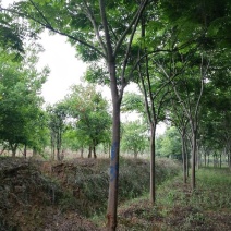 栾树16~18cm12~14cm4米以上