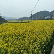 油菜籽5