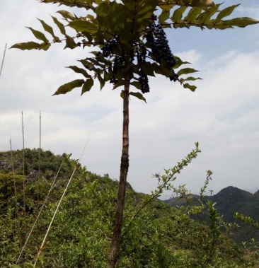 [十大功劳批发]十大功劳 1~2m价格20.00元/棵 - 一亩田