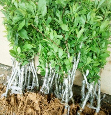 三华李树苗早熟晚熟三华李树苗庭院阳台盆栽地栽树苗