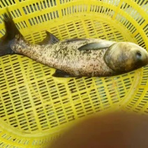 鲢鱼养殖活鱼