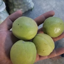 梅子35~40g