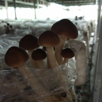黄茶树菇16cm