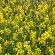 油菜籽