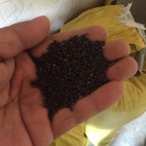 油菜籽