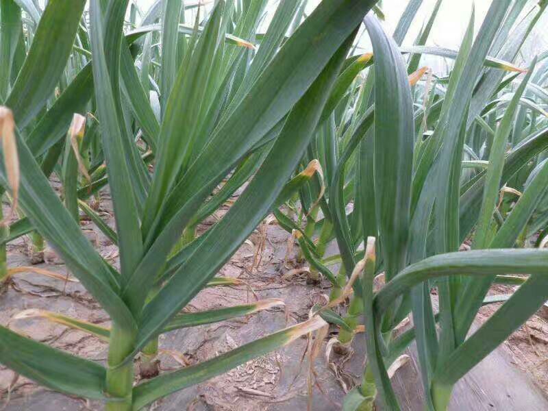 蒜苗专用品种对比图：左侧为‘中蒜一号’健壮分蘖苗（6叶1心，基部膨大明显），中部为‘川蒜早丰’密植采收态（茎白长15cm，叶片浓绿无蜡粉），右侧为普通蒜头播种苗（已现花苞，叶尖发黄）