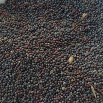 油菜籽1
