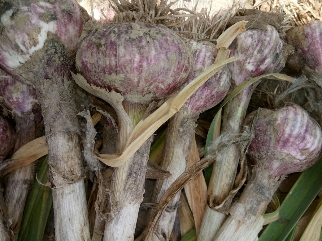 金乡白蒜毫鲜采特写:成捆带露水的乳白色嫩茎整齐排列,茎体笔直挺括,顶端花苞青绿紧实,基部切口新鲜湿润,背景为金乡标准化蒜田 金乡白蒜毫鲜采特写:成捆带露水的乳白色嫩茎整齐排列,茎体笔直挺括,顶端花苞青绿紧实,基部切口新鲜湿润,背景为金乡标准化蒜田
