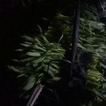 竹叶空心菜30厘米以上