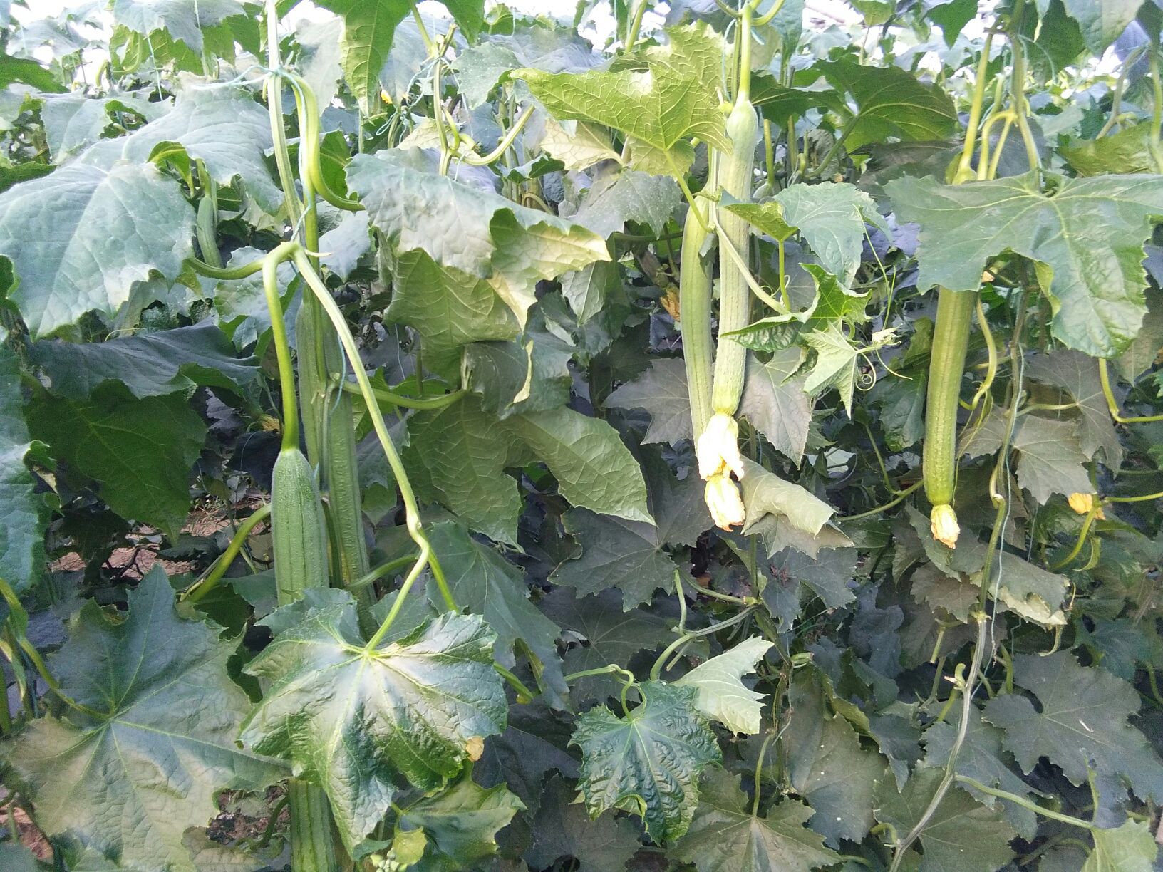 丝瓜植株与果实特写