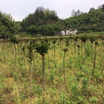 紫薇