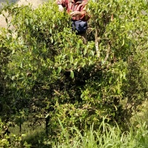 古树茶二级