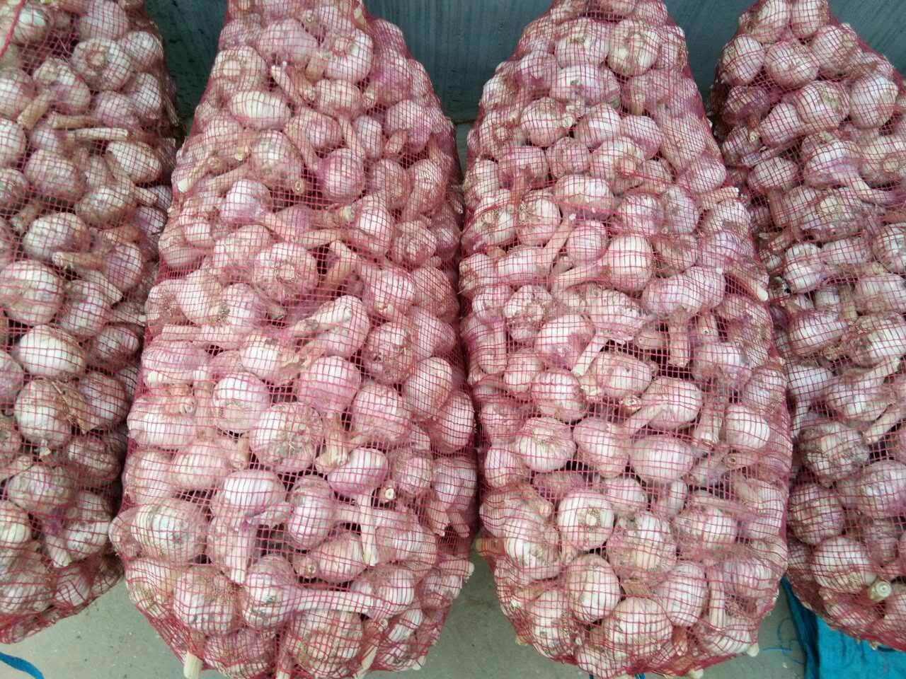 市场摊位上展示的红蒜产品