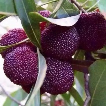 东魁杨梅2.5~3cm