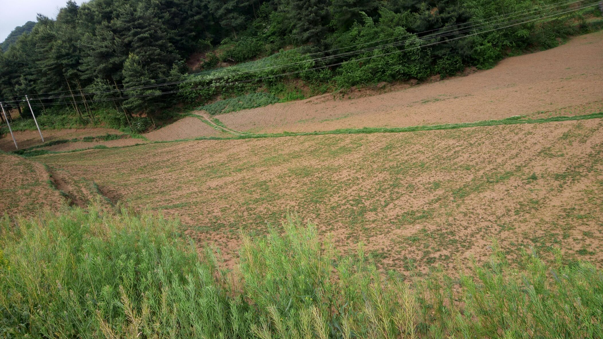 鱼腥草与茅根主要产地分布示意图