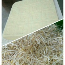 豆腐湿豆腐