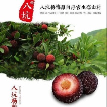杨梅