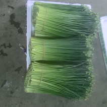 韭花20~25cm