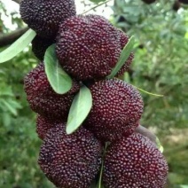杨梅3~4cm