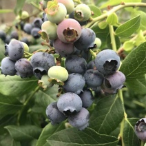 蓝莓12-16mm鲜果