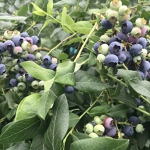 蓝莓12-16mm蓝莓鲜